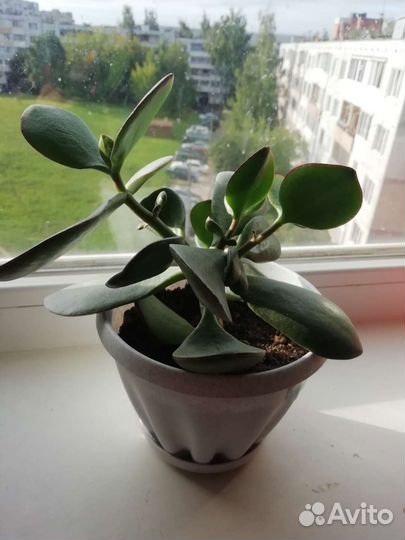 Денежное дерево толстянка