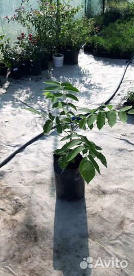 Манчжурский орех