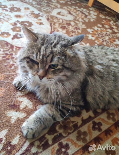 Кот одноглазик в добрые руки бесплатно в дар