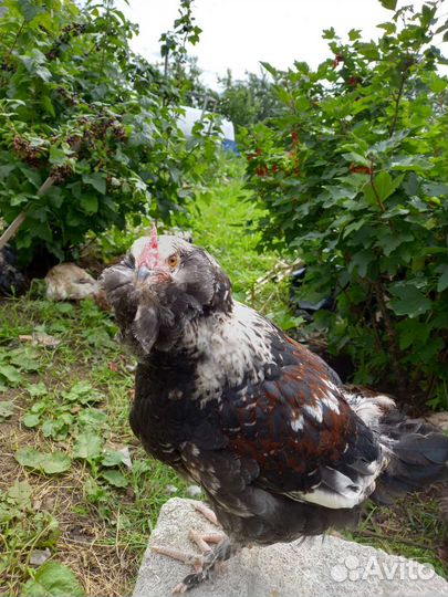 Петухи Фавероль