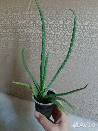 Алое вера'денежное дерево