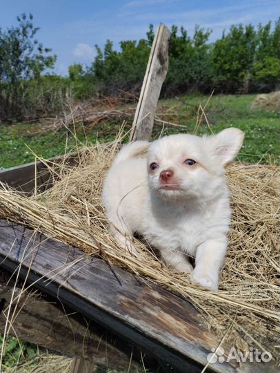 Папочкин сыночек