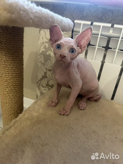 Канадский сфинкс