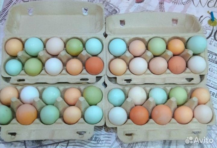 Инкубационное яйцо