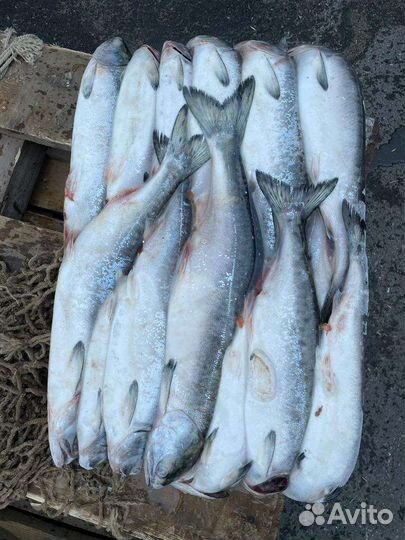 Горбуша. Улов июль 2023. Доставка