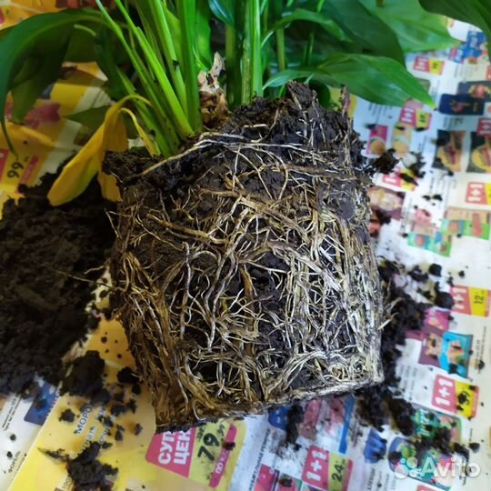 Спатифиллум Женское счастье