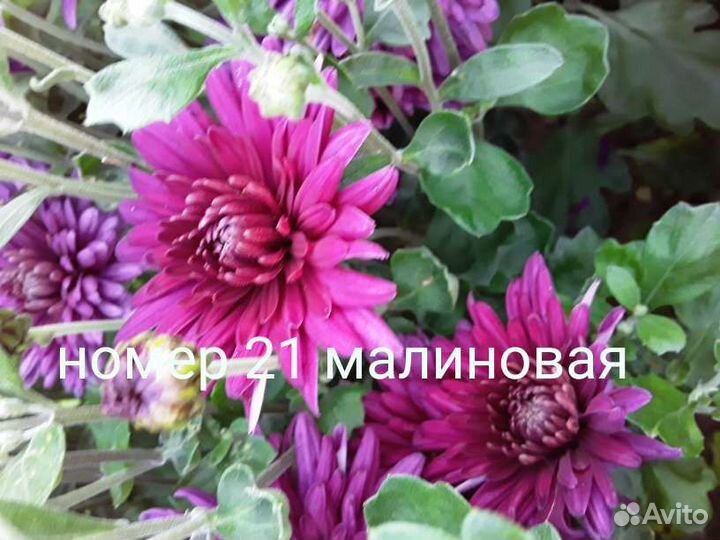 Хризантемы