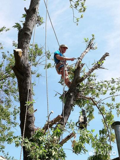 Спил деревьев