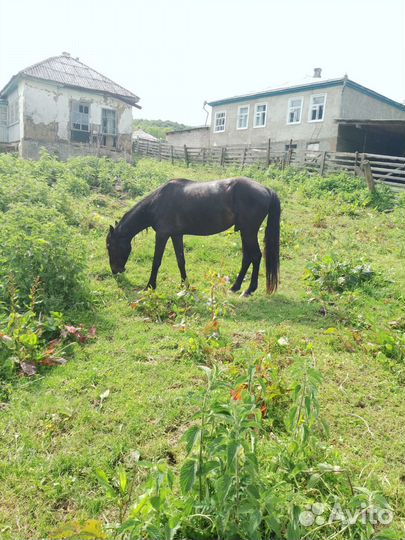 Лошадь мерин, жеребец, жеребкчики