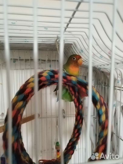 Попугай неразлучники пара с клеткой