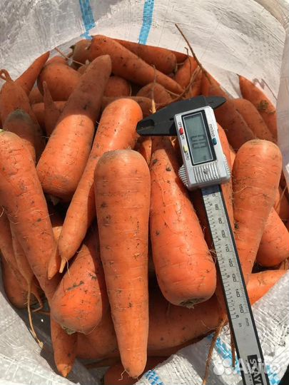 Морковь оптом от 20 тонн