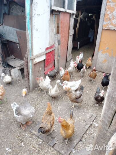 Мускусные утки