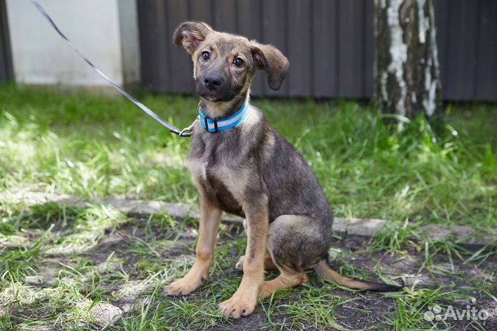 Хорошенькая Джесси ищет дом