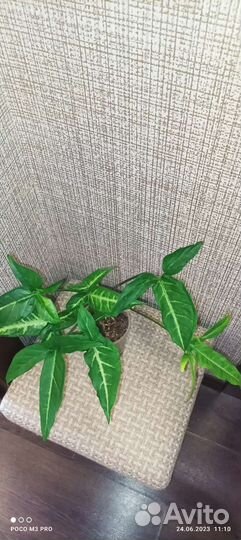 Комнатные растения