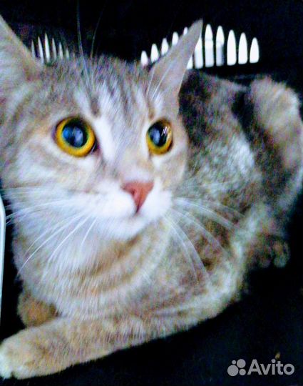 Годовалая Маргаритка ищет дом