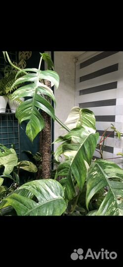 Эпипремнум пиннатум варигатный Альба