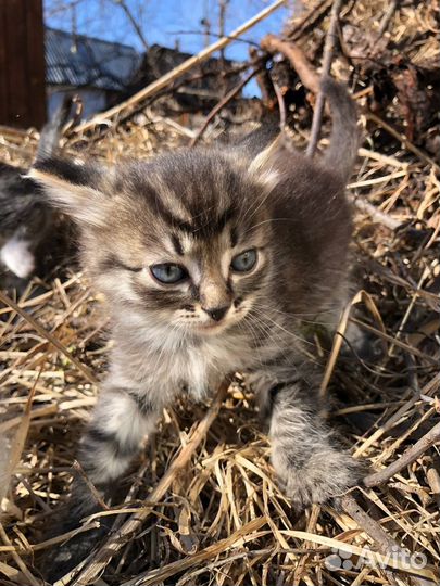 Котята в добрые руки даром