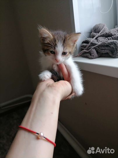 Кошка в дар бесплатно