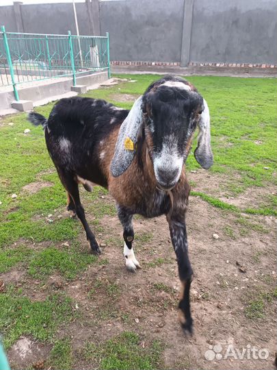 Козёл и коз