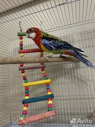 Попугай розелла