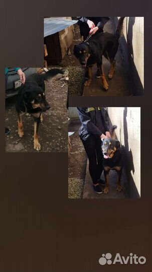 Собака в добрые руки