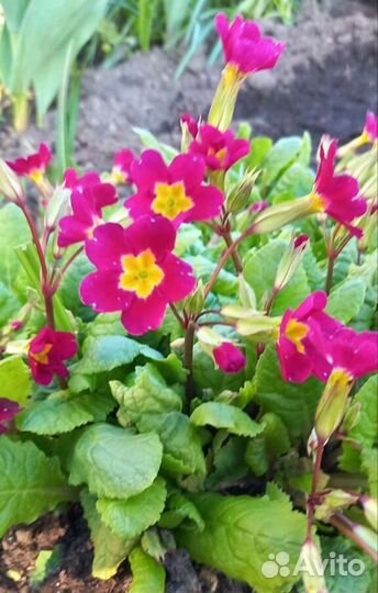 Рябчик, примулы