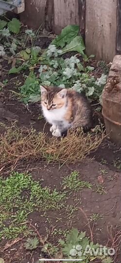 Домашние животные кошки