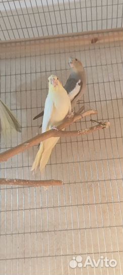 Попугай корелла птенец