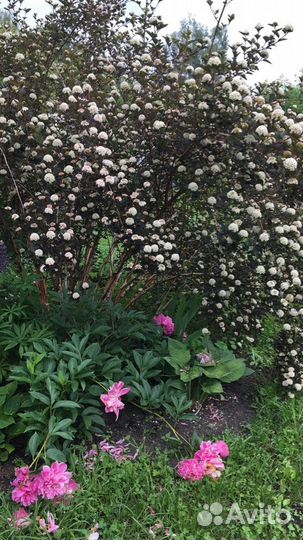 Куст Пузыреплодник