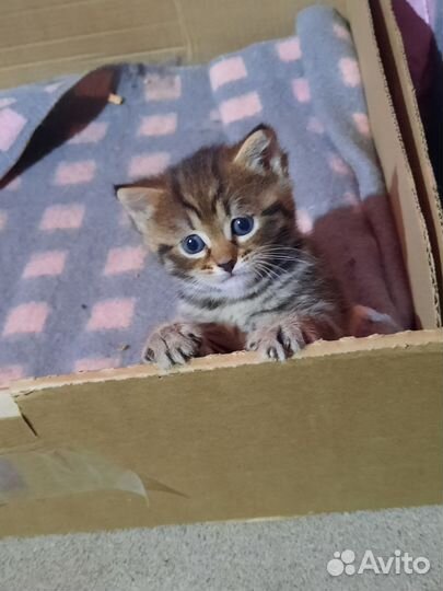 Кошка в дар бесплатно