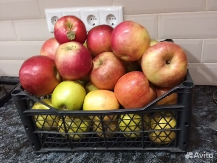 Яблоки домашние