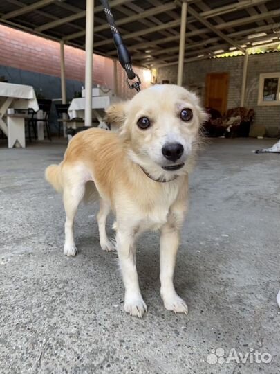 Маленькая собачка в дар в добрые руки