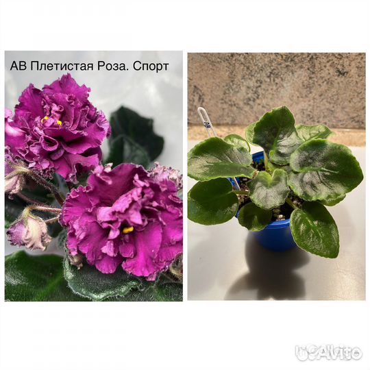 Сортовые фиалки