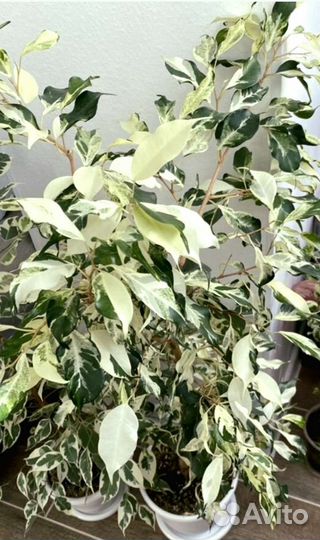 Фикус Керли