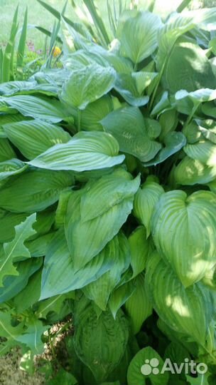 Хосты 5 видов, папоротник, кампсис на посадку