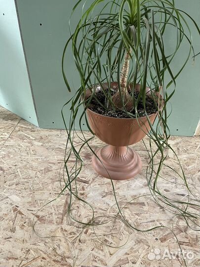 Бокарнея нолина