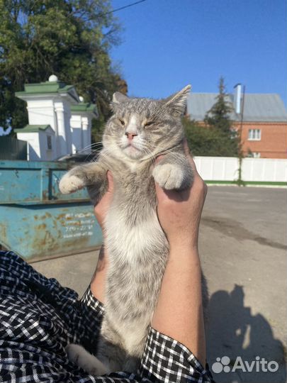 Котик в добрые руки