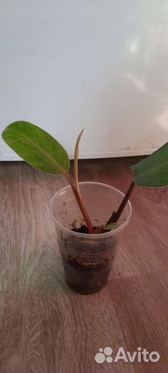 Филодендрон