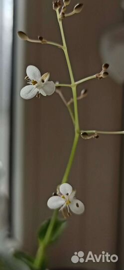 Мурдания брайт стар лечебная