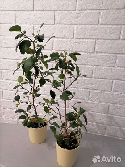 Фикус диверсифолия разнолистная