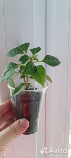 Бальзамин(мокрый Ванька), Зефирантес