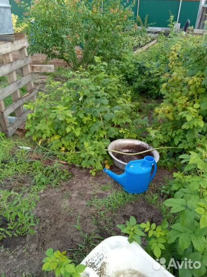 Малина ремонтанная