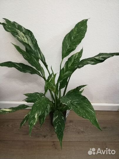 Спатифиллум Даймонд