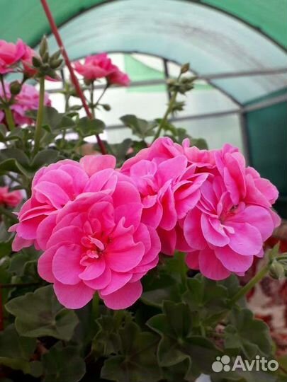 Герань пеларгония плющелистная