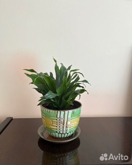 Драцена джанет крейг