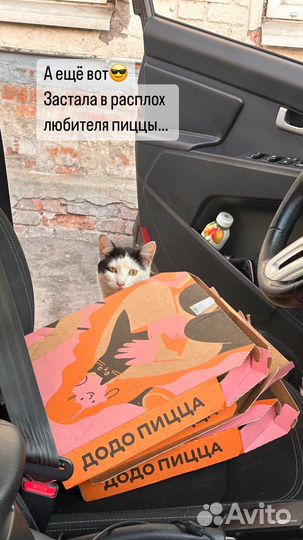 Котята в добрые руки бесплатно