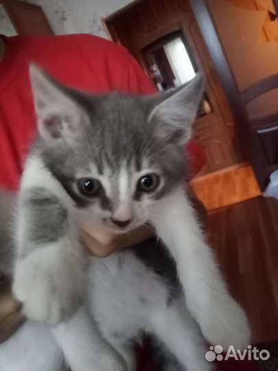 Котенок в дар