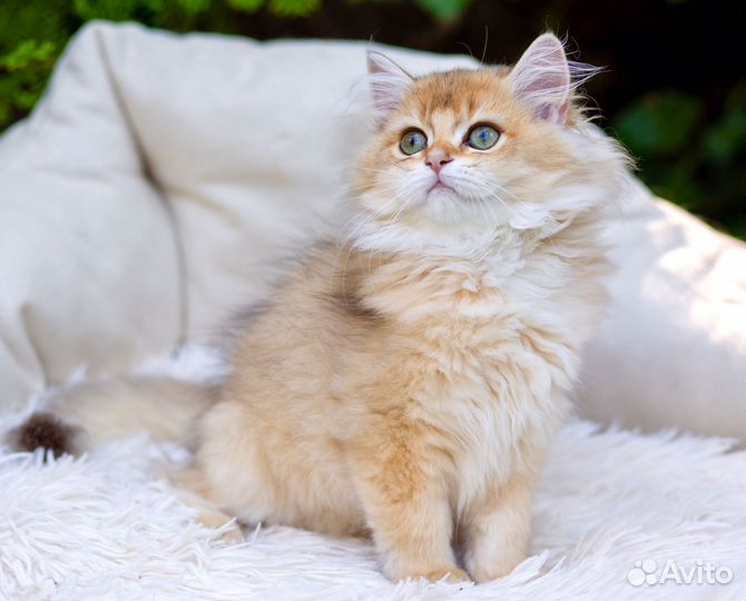 Котята британцы золотая шиншилла девочки