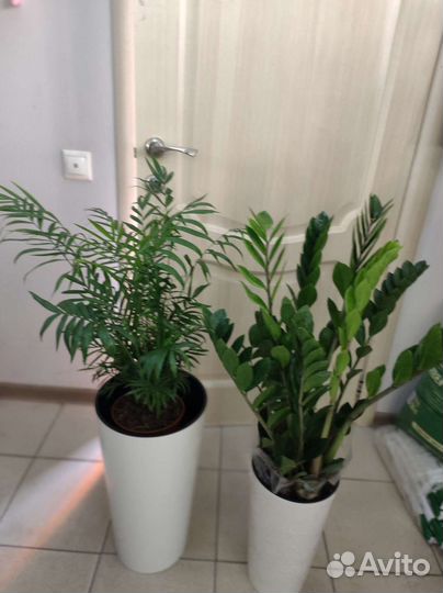 Комнатные растения для дома и офиса