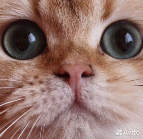 В добрые руки молодая кошечка